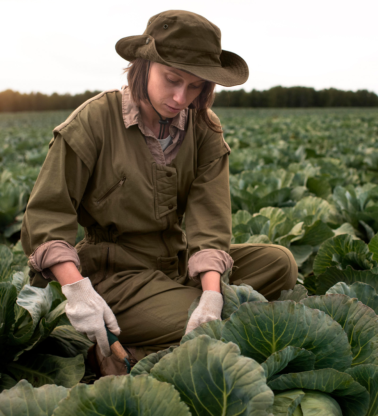 Categorie Brandita- Agro Alimentar